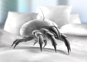 Comment savoir si notre lit est infesté d’acariens ? - Sleepzen