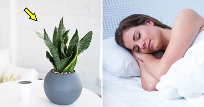 12 plantes pour vous aider à dormir sans aucun somnifères - Sleepzen